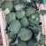 浙江台州江苏精品西兰花发货。美青阳光国王-台绿-品质保证