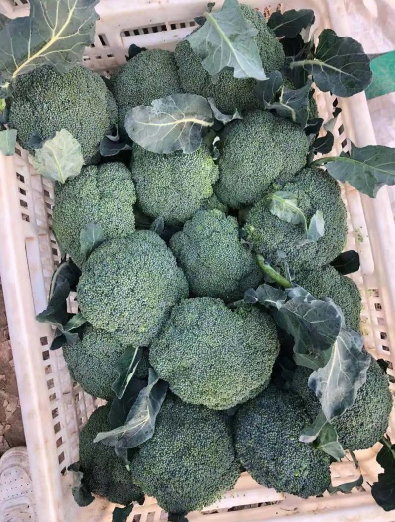 浙江台州江苏精品西兰花发货。美青阳光国王-台绿-品质保证
