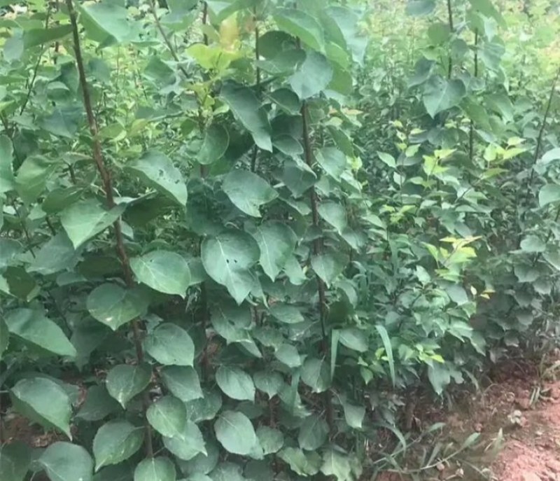 新品种杏树《速生生长结果快》成活率高适合南方北方种植