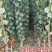 新品种杏树《速生生长结果快》成活率高适合南方北方种植