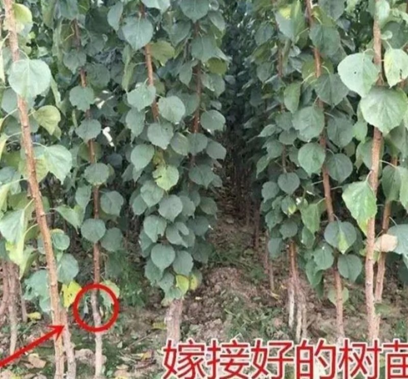 新品种杏树《速生生长结果快》成活率高适合南方北方种植