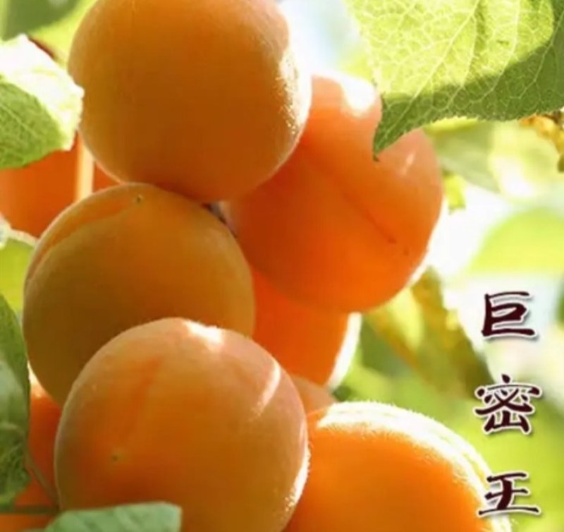 新品种杏树《速生生长结果快》成活率高适合南方北方种植