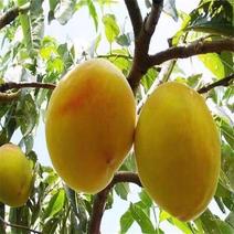 新品种黄桃树苗《速生生长结果快》成活率高！