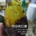 玛莎莉红薯苗玛莎莉种子种苗黄金薯日本高端蜜薯