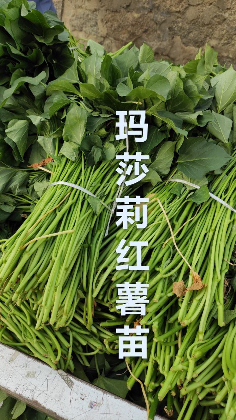 玛莎莉红薯苗玛莎莉种子种苗黄金薯日本高端蜜薯