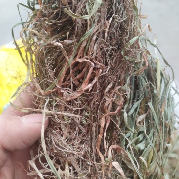 小肺筋草肺痈草，肺筋草、