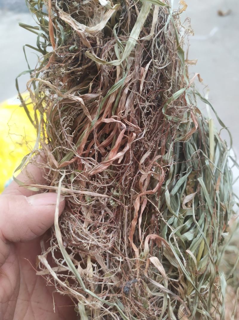 小肺筋草肺痈草，肺筋草、
