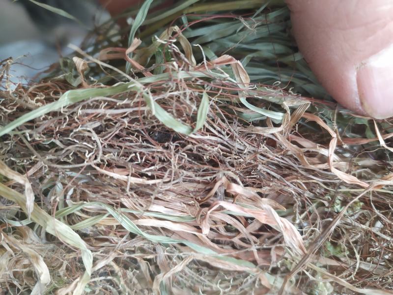小肺筋草肺痈草，肺筋草、