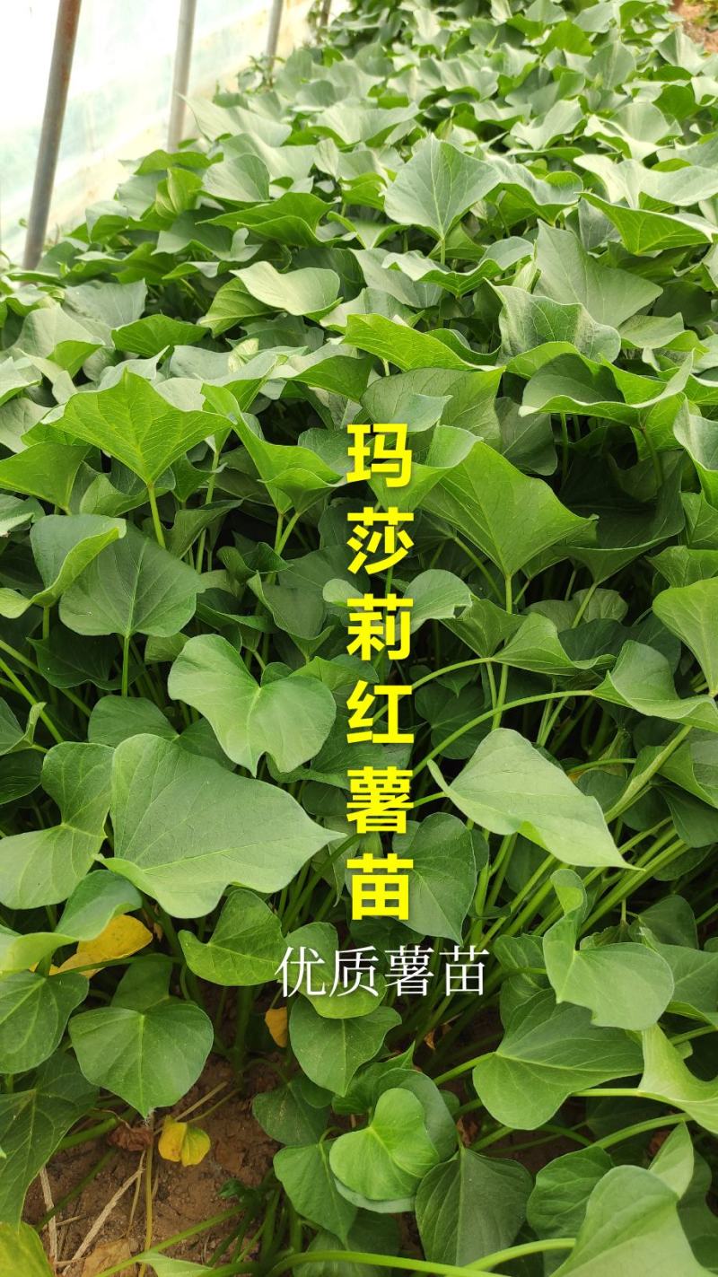 玛莎莉红薯苗玛莎莉黄金薯苗原种脱毒苗大田苗蔓头苗