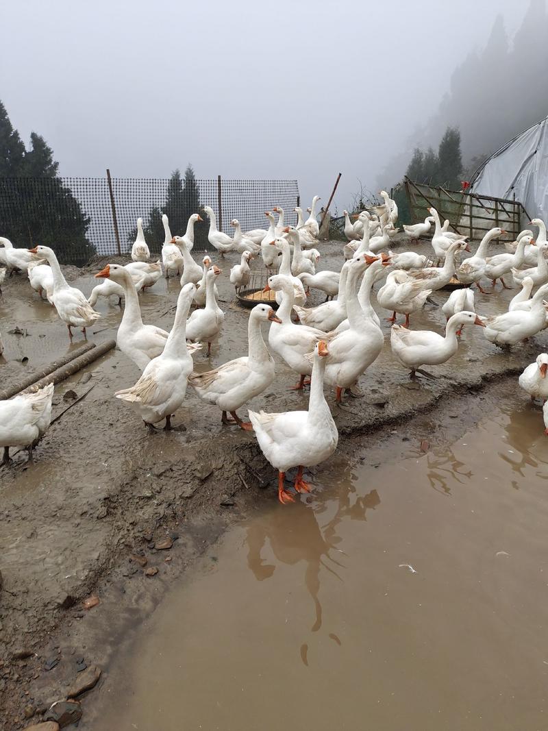 农田散养180天以上白鹅三花鹅喝的是山泉水