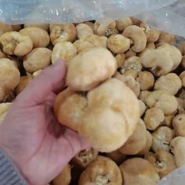 猴头菇，各种规格猴头菇大量上市，产地直销营养价值高