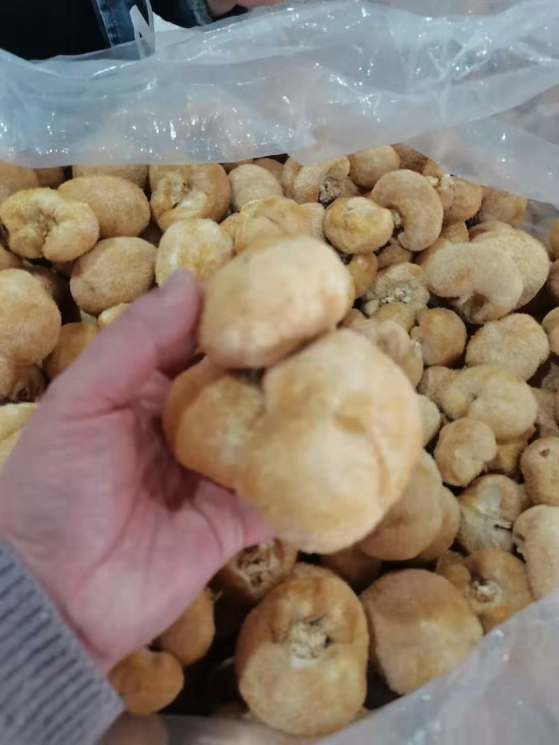 猴头菇，各种规格猴头菇大量上市，产地直销营养价值高