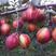 梨树《速生生长结果快》适合南方北方种植成活率高