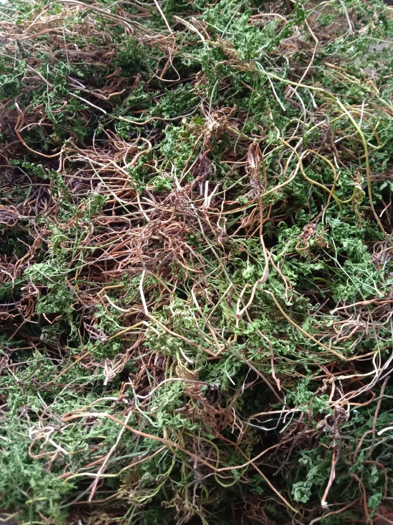 阴地蕨野生绿色，水洗烤干无硫统货20斤包邮，质量保证。