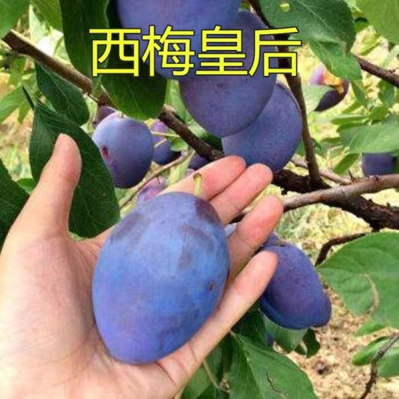 新品种李子树《速生生长结果快》成活率高耐旱