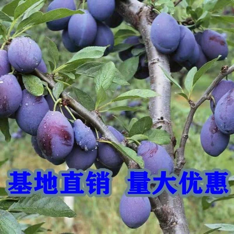 新品种李子树《速生生长结果快》成活率高耐旱