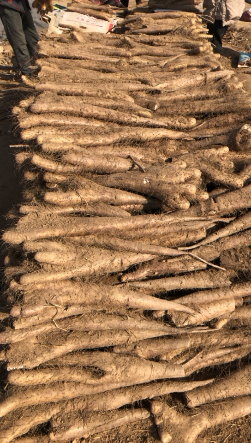 山药，白玉山药，一手货源，保质保量，产地直发