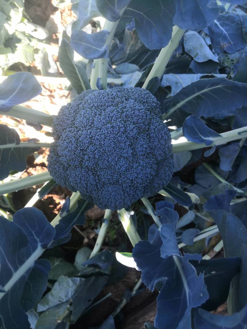 （西兰花苗）茶氏育苗，常年供应西兰花苗，基地直发货，