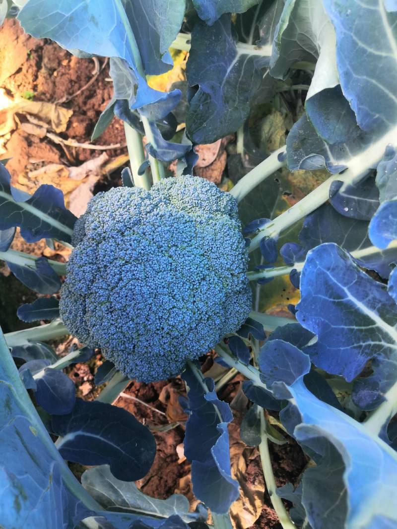 （西兰花苗）茶氏育苗，常年供应西兰花苗，基地直发货，