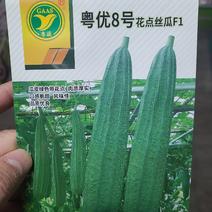 一代交配，广东科农种业出品，丝瓜种子