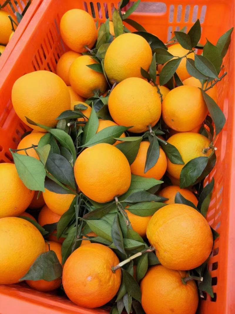 夏橙湖北秭归夏橙皮薄口感纯甜产地批发