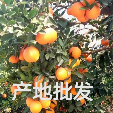 夏橙湖北秭归夏橙皮薄口感纯甜产地批发