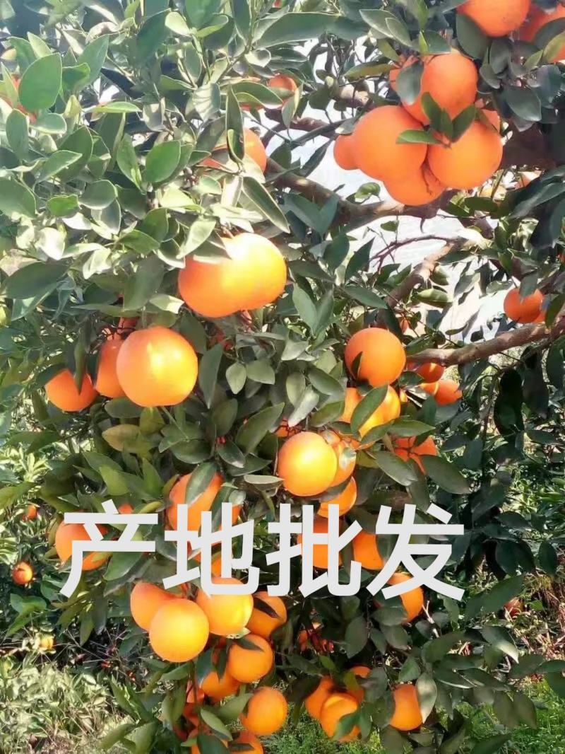 夏橙湖北秭归夏橙皮薄口感纯甜产地批发