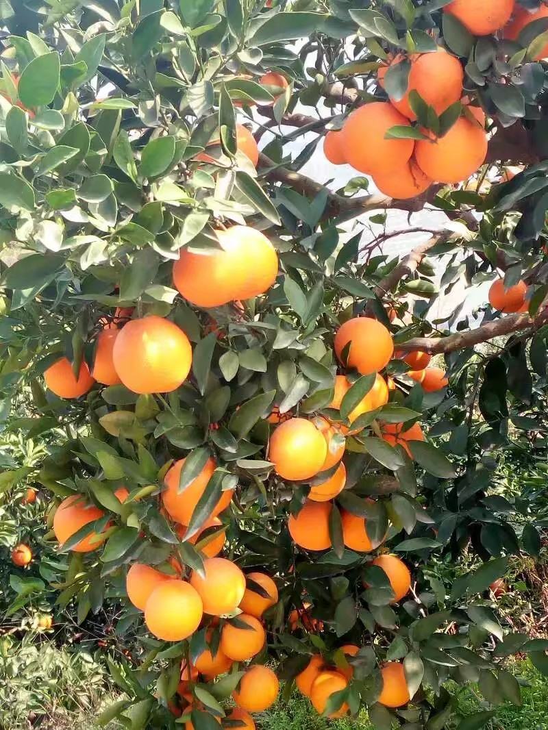 夏橙湖北秭归夏橙皮薄口感纯甜产地批发