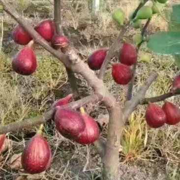 布兰瑞克无花果苗波姬红无花果苗《速生结果快》成活率高