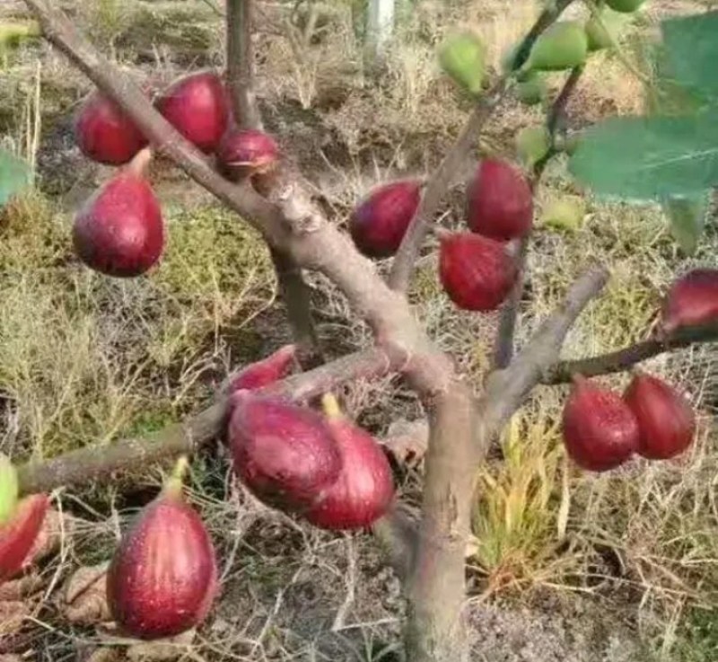 布兰瑞克无花果苗波姬红无花果苗《速生结果快》成活率高