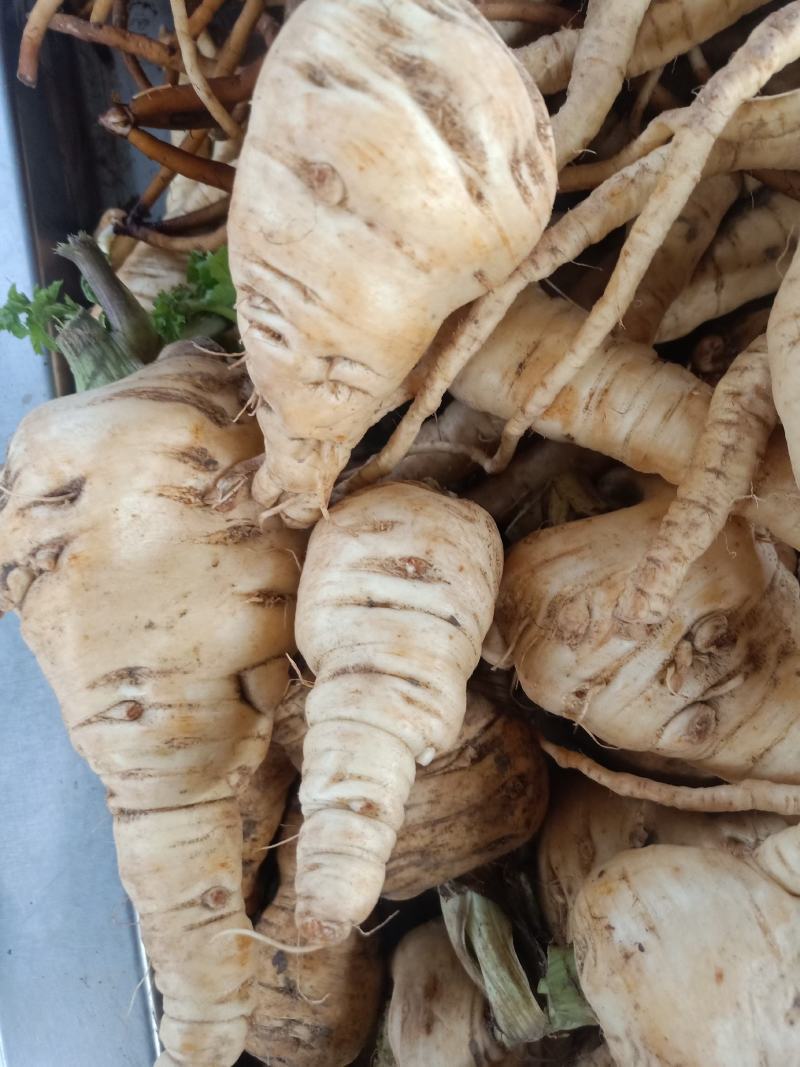 云南普洱菜当归_只售鲜货