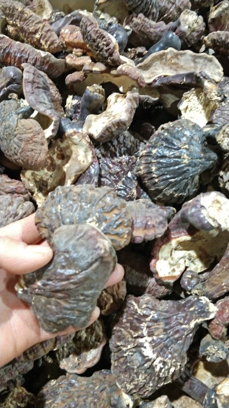 林下仿野灵芝[胜于养殖接近于野生]产地批发一手货源