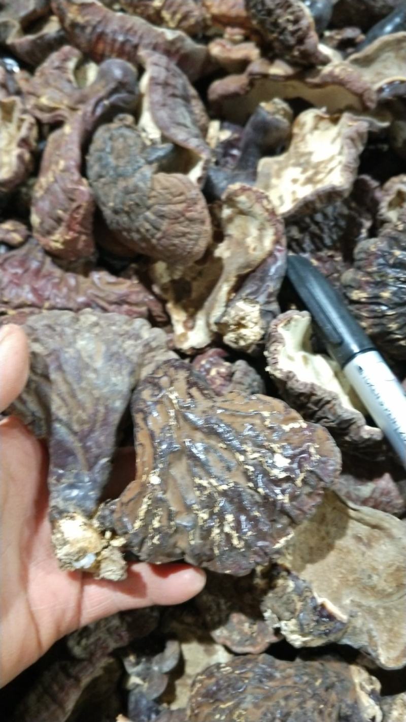林下仿野灵芝[胜于养殖接近于野生]产地批发一手货源