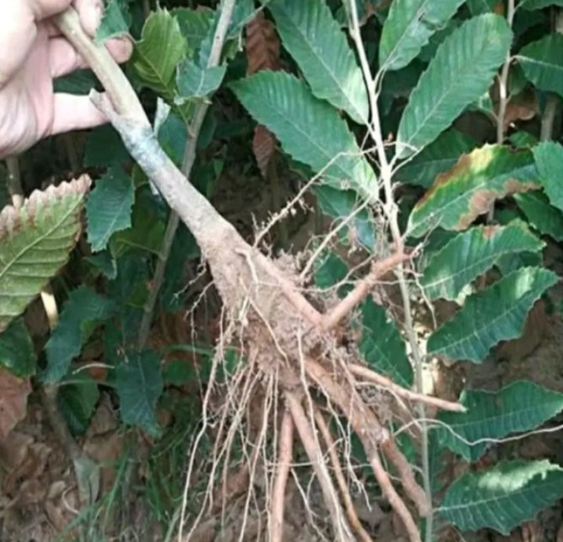 新品种大红袍板栗苗《速生生长速结果快》成活率高