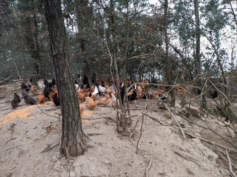 正宗松树林散养老品种土鸡，全散养土鸡，走地鸡，老公鸡，老