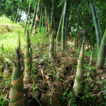 大瑶山竹笋干，各种土特产批发零售