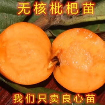 新品种《无核》枇杷树《速生生长结果快》枇杷树
