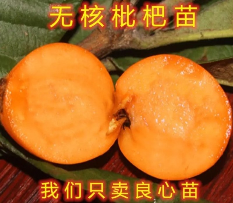新品种《无核》枇杷树《速生生长结果快》枇杷树
