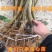 新品种《无核》枇杷树《速生生长结果快》枇杷树