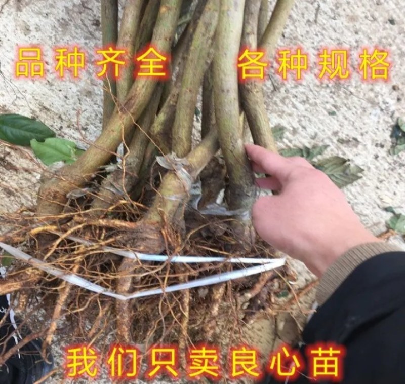 新品种《无核》枇杷树《速生生长结果快》枇杷树