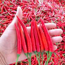 大果型泰系朝天椒种子辣度高抗病性强长度8到10公分