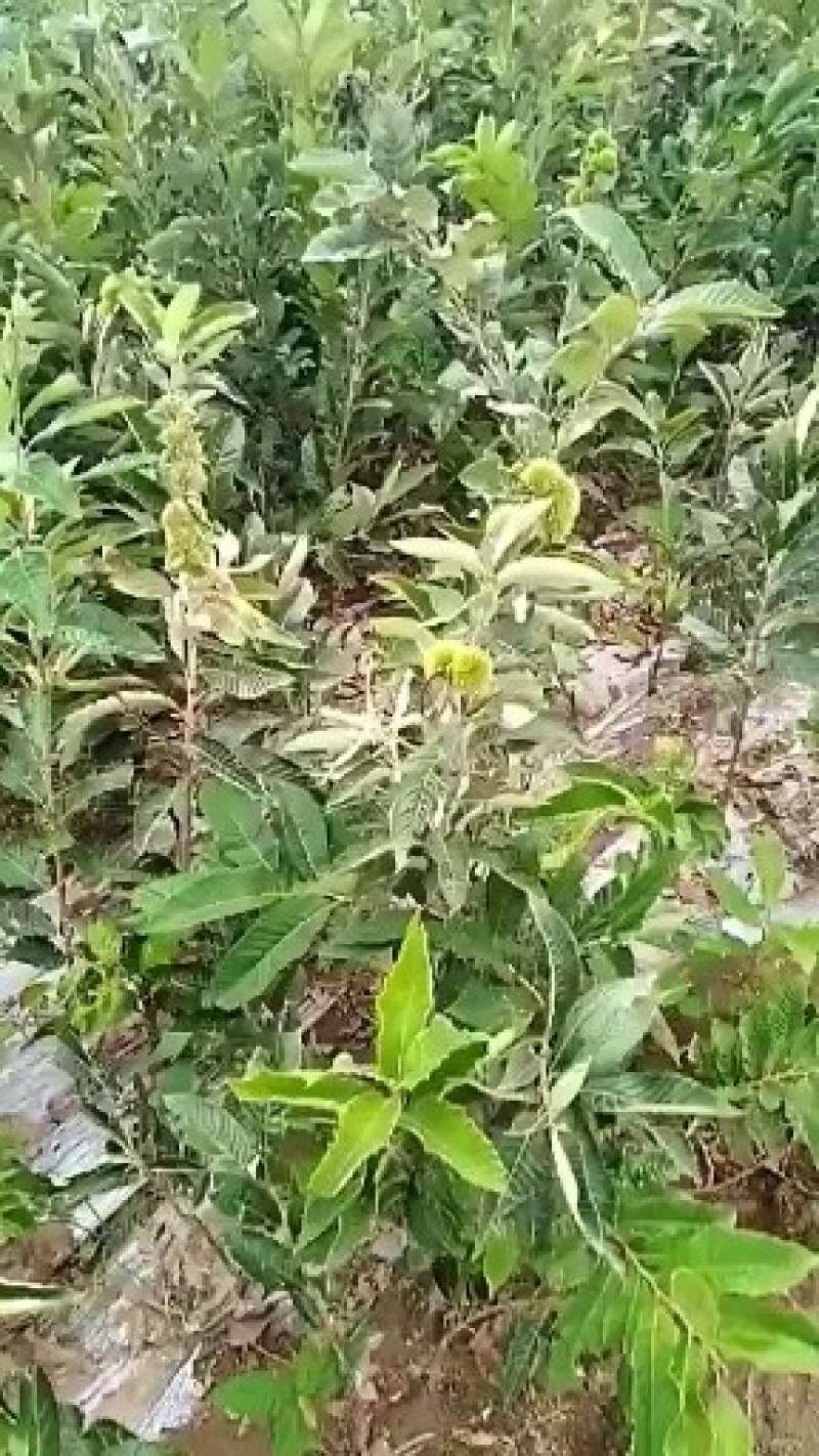 新品种板栗树《速生生长速结果快》成活率高