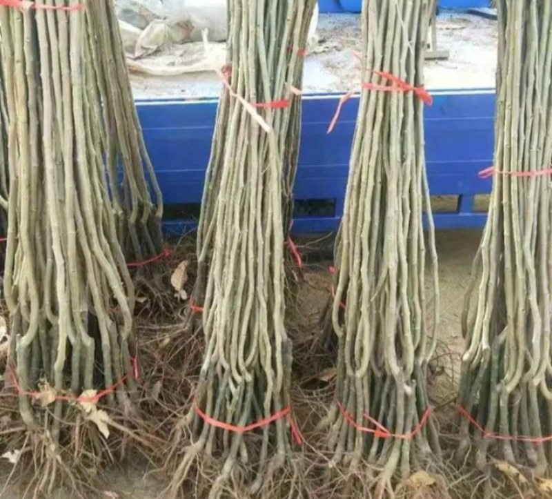 新品种板栗树《速生生长速结果快》成活率高