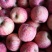 精品果【红富士苹果】纸袋膜袋产地一手货源,脆甜可口