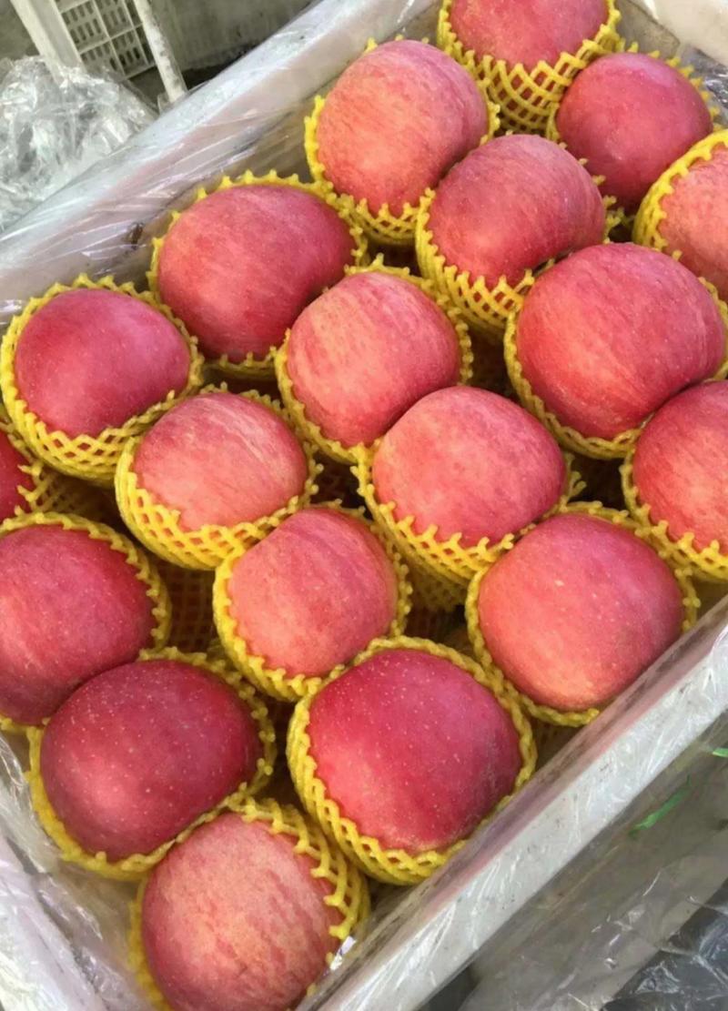 精品果【红富士苹果】纸袋膜袋产地一手货源，脆甜可口
