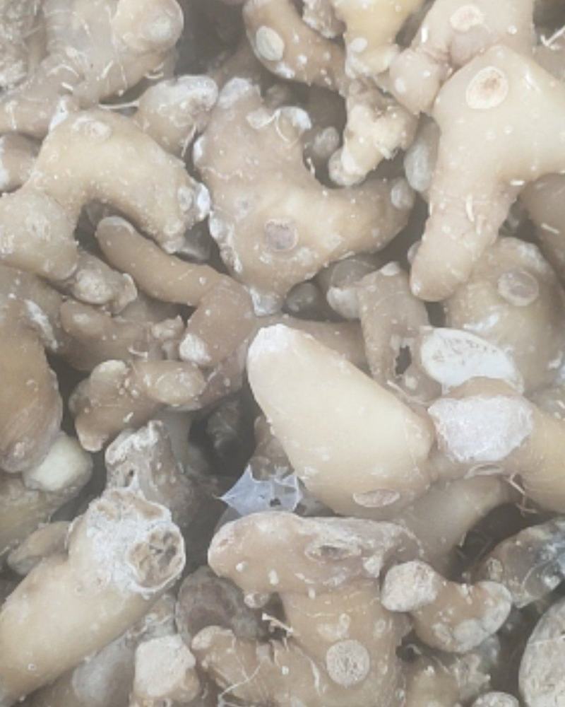 姜形多花甜黄精熟黄精个子各种规格，诚信经营