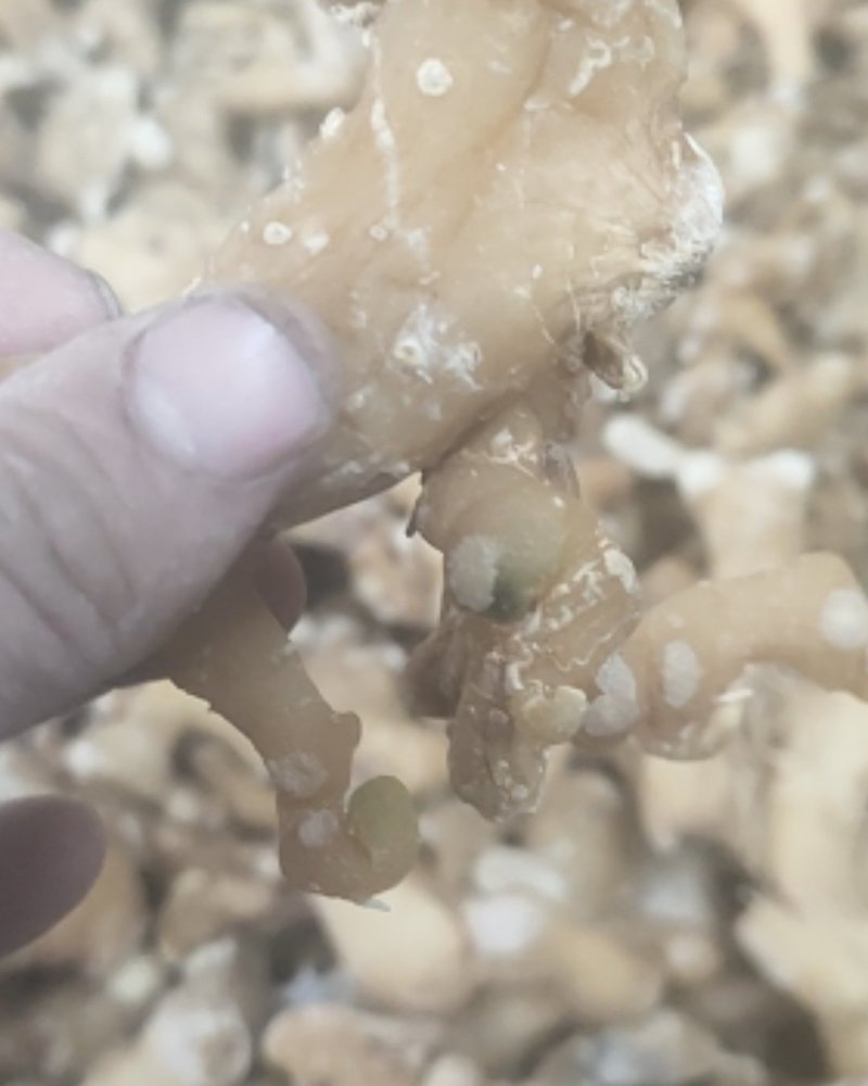 姜形多花甜黄精熟黄精个子各种规格，诚信经营