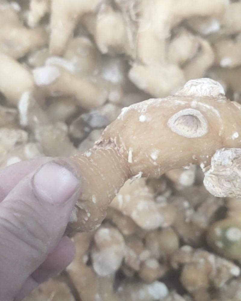 姜形多花甜黄精熟黄精个子各种规格，诚信经营