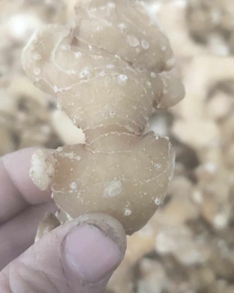 姜形多花甜黄精熟黄精个子各种规格，诚信经营