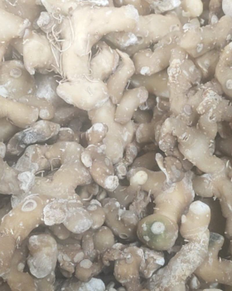 姜形多花甜黄精熟黄精个子各种规格，诚信经营